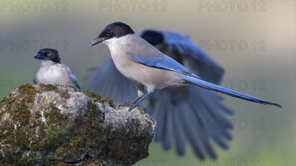 Blue magpie