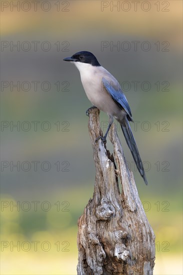 Blue magpie