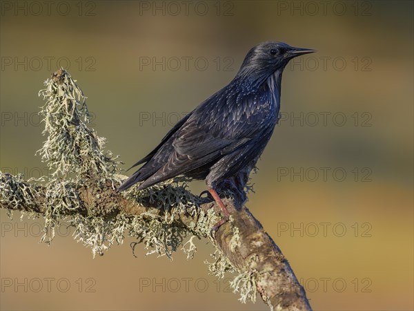 Common starling