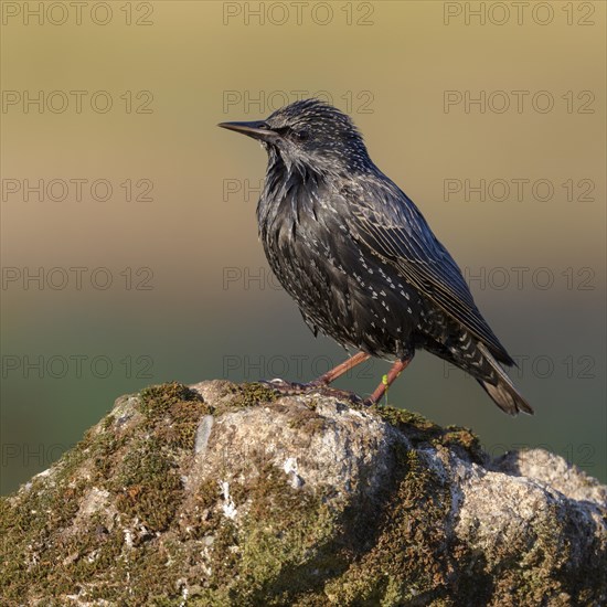 Common starling