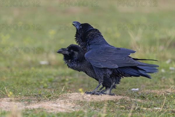 Common raven