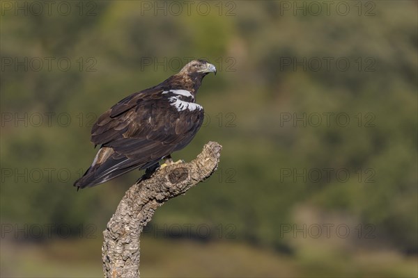 Spanish imperial eagle