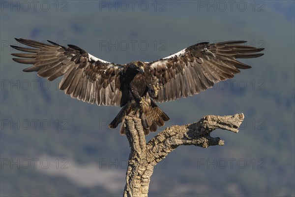 Spanish imperial eagle