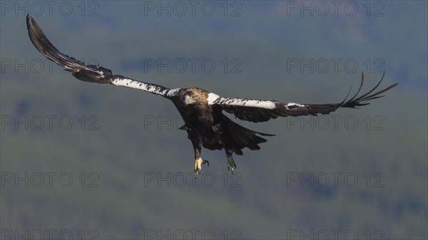 Spanish imperial eagle