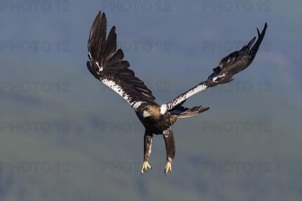 Spanish imperial eagle