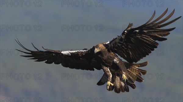 Spanish imperial eagle