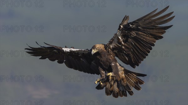 Spanish imperial eagle