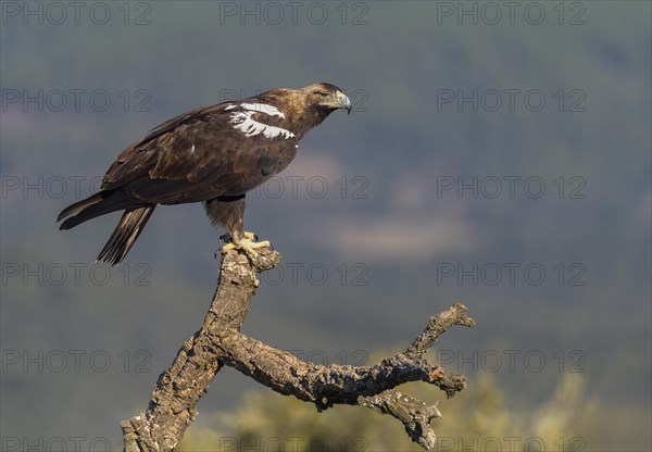 Spanish imperial eagle