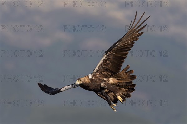 Spanish imperial eagle