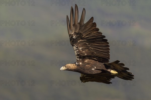 Spanish imperial eagle