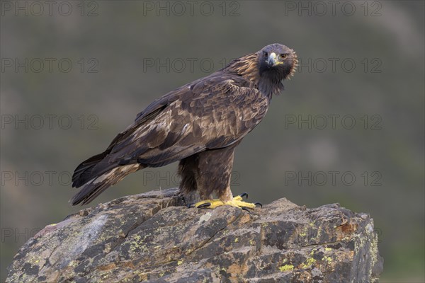 Golden eagle