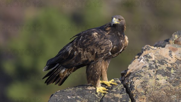 Golden eagle