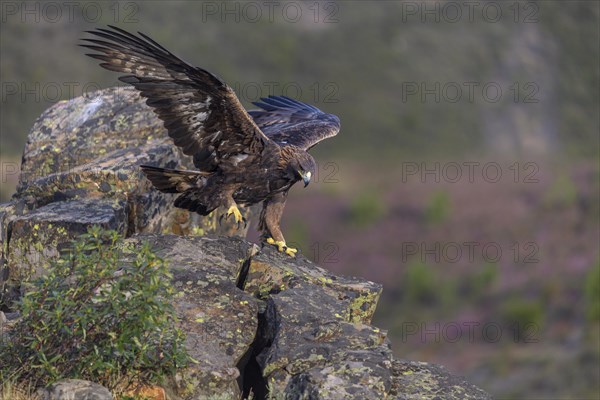 Golden eagle