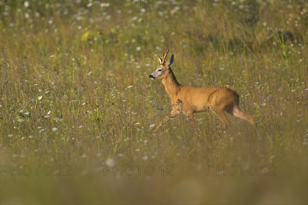 Roe deer