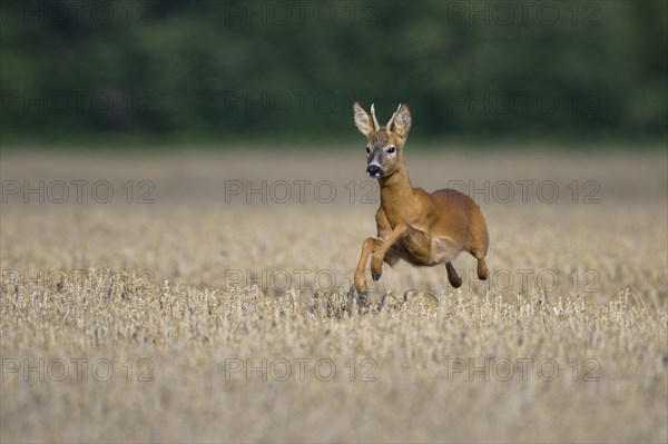 Roe deer