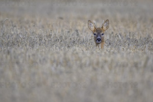 Roe deer