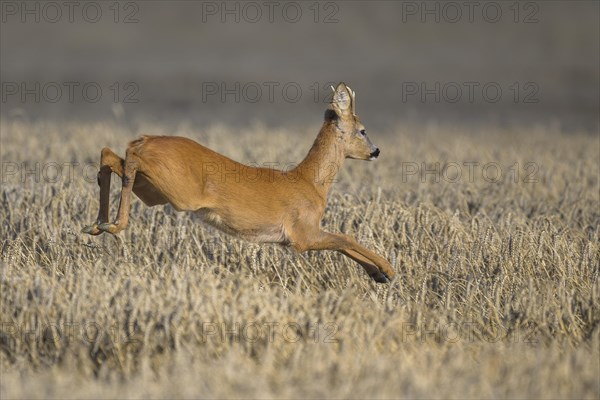 Roe deer