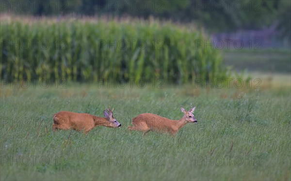 Roe deer