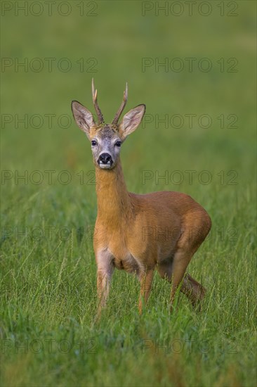 Roe deer