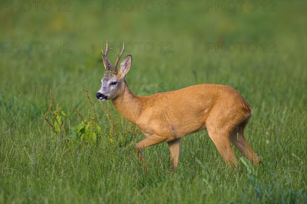 Roe deer