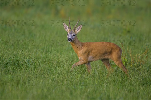 Roe deer