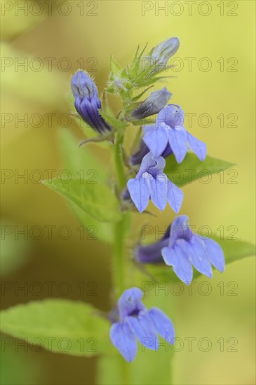 Blue cardinal lobelia