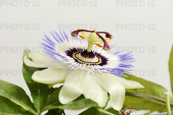 Blue passion flower