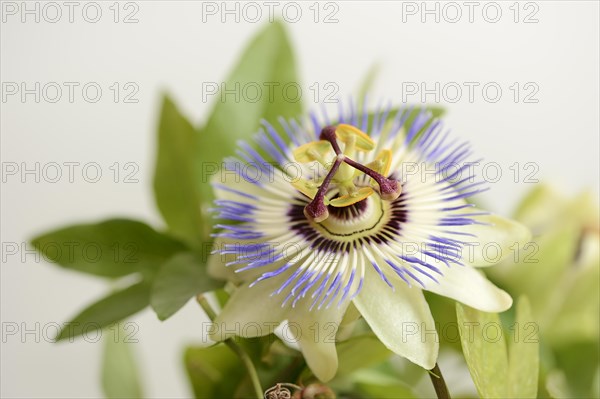 Blue passion flower