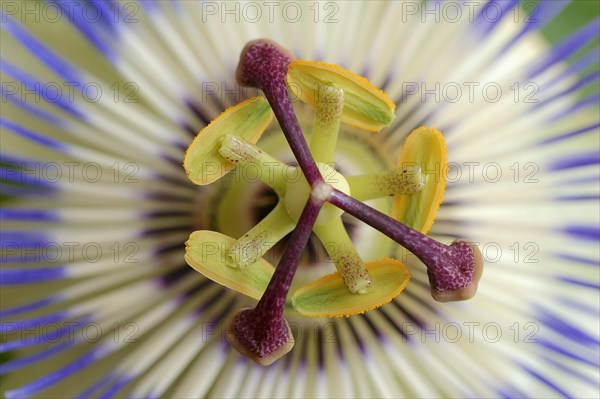 Blue passion flower