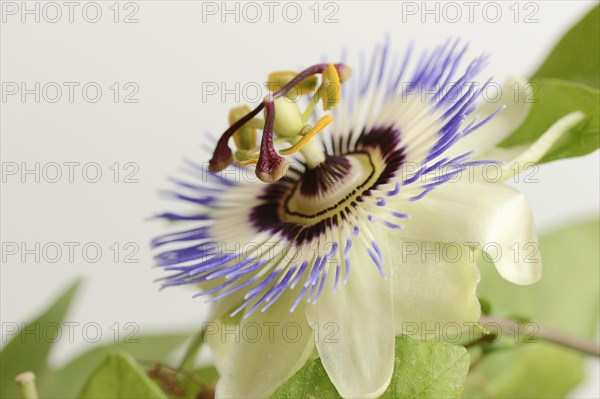 Blue passion flower