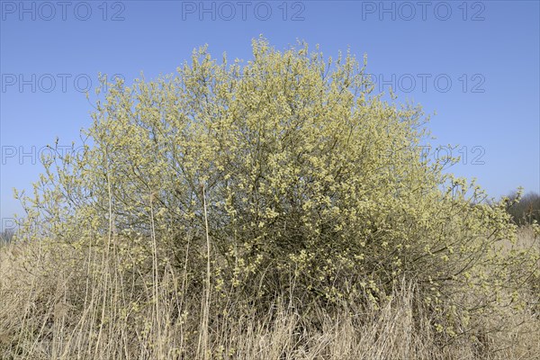 Goat willow