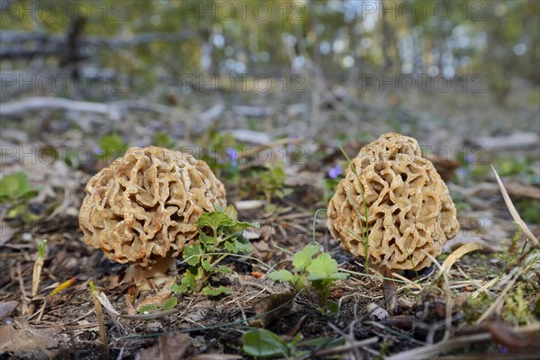 Common morel