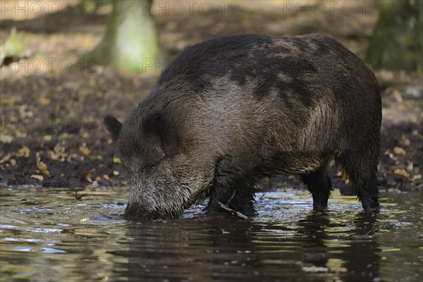 European wild boar