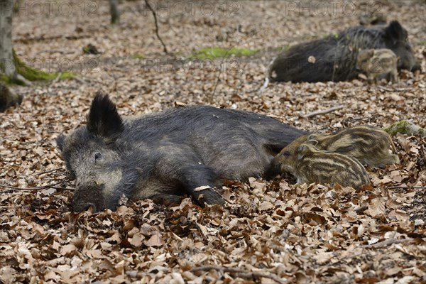 European wild boar