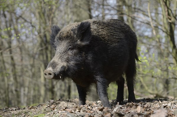 European wild boar