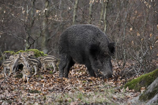 European wild boar