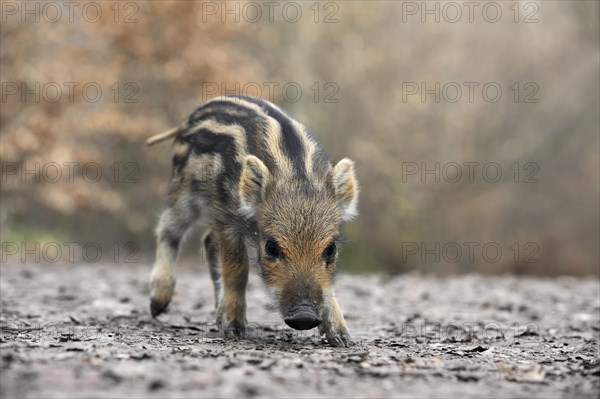 European wild boar