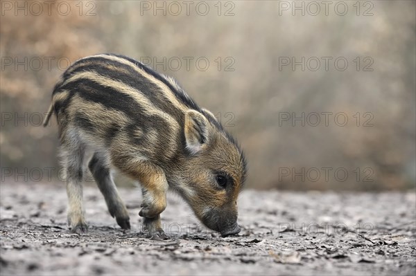 European wild boar