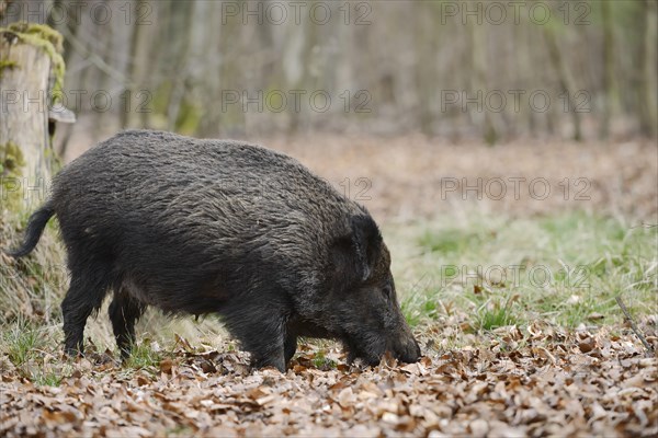 European wild boar