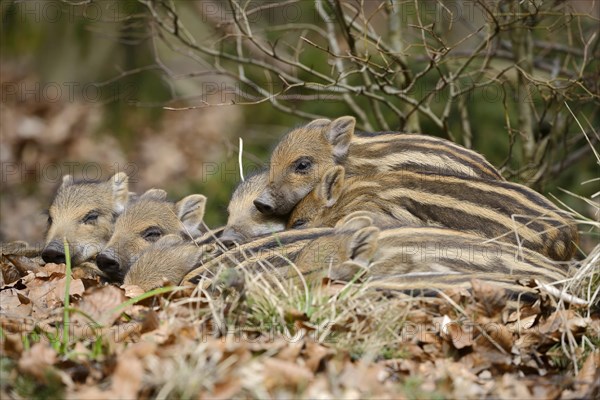 European wild boar