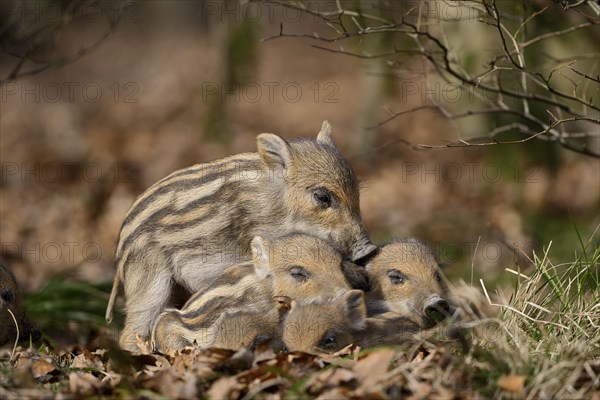 European wild boar