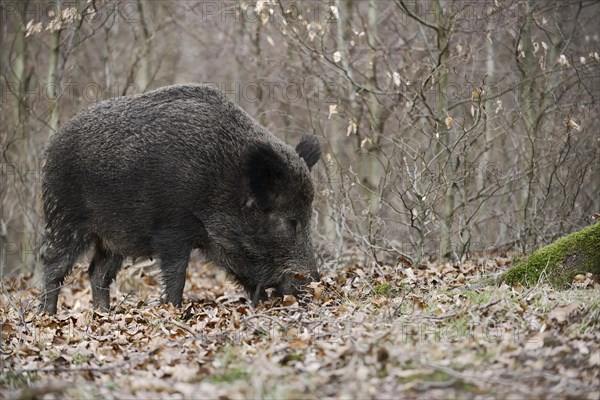 European wild boar