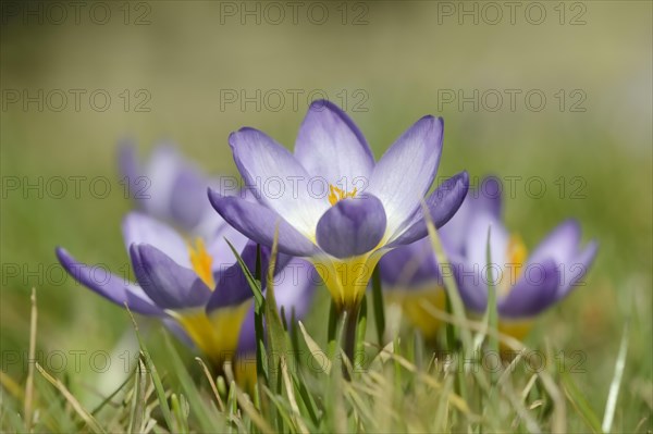 Sieber crocus or Greek dwarf crocus