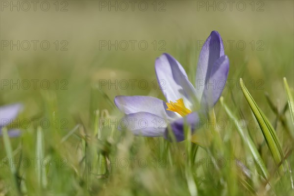 Sieber crocus or Greek dwarf crocus