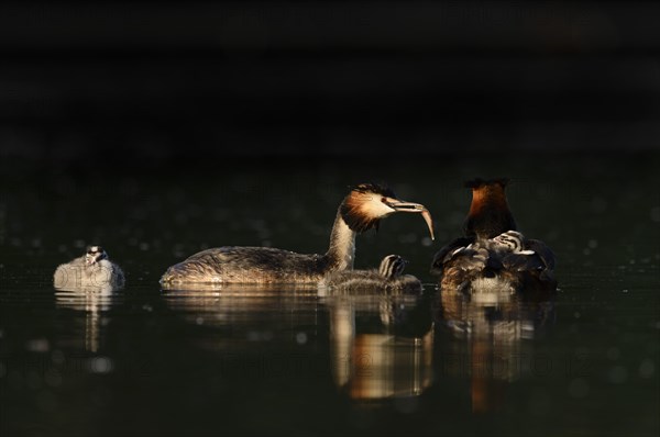 Great Crested Grebe