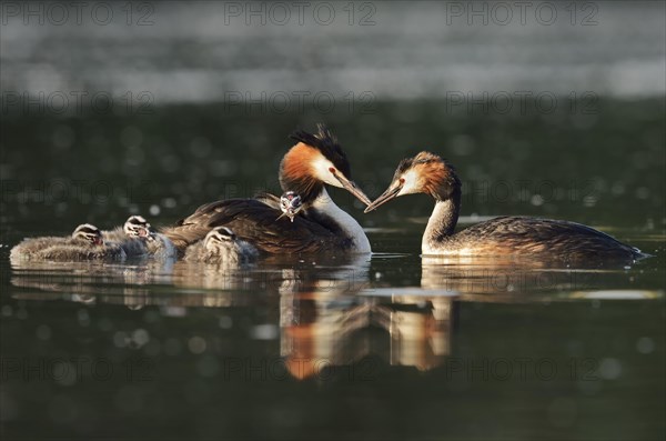 Great Crested Grebe