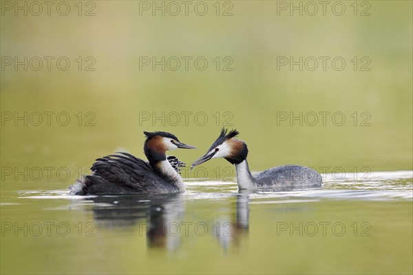 Great Crested Grebe