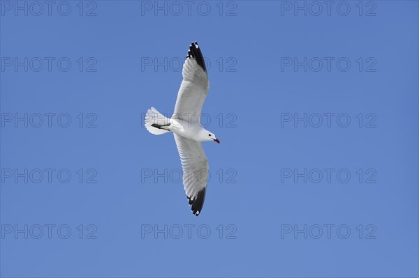 Audouin's gull