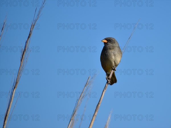 Pampas Tanager