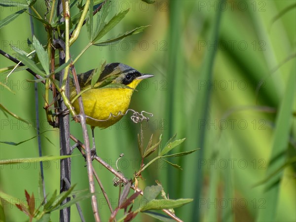 A Brazilian Yellowthroat